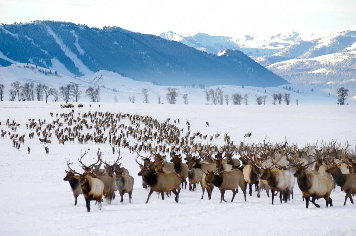 Elk Refuge